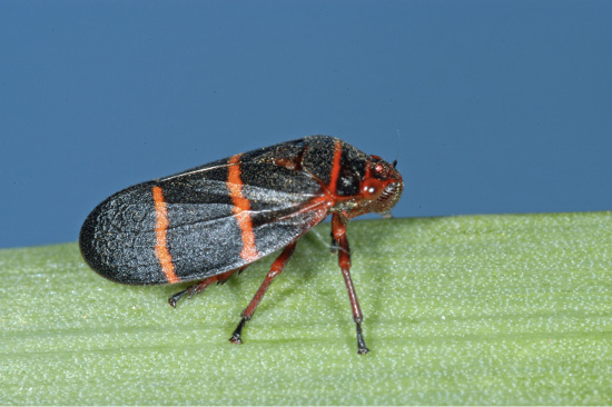 A black bug with red stripes resting on a green stem.