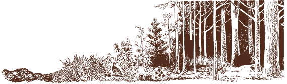 Illustration of plant succession, starting with disturbed soil and progressing through the following stages: annual plant community (1-2 years after soil disturbance), perennial grass community (3-5 years), grass/shrub community (6-10 years), young forest (10-25 years), and mature forest (more than 25 years).