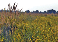 Flat ground with a dense covering of grass with yellow flowers and some taller, wheat-like grasses.