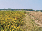 Flat ground with dense grass ending at a mostly bare dirt area.