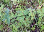 Dense growth of small, green plants.