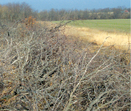 The edge of a field with brown, shrubby growth.