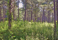 Forest with a uniform growth of low-level vegetation.