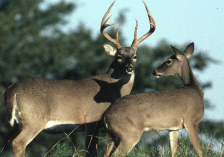 A buck and a doe white-tailed deer.