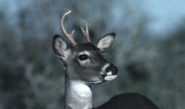 A yearling buck with small antlers, inside ears.