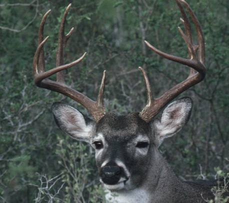 A buck with a 17-inch antler spread with ears spread out.
