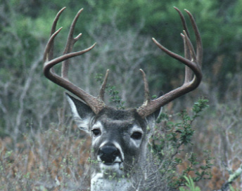 A buck with a 17-inch antler spread with ears back.