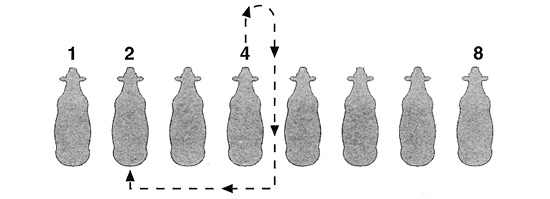 To switch from position 4 to position 2, walk the calf forward, turn right and go back through position 4, turn right again and walk the calf behind the other positions to move into position 2.