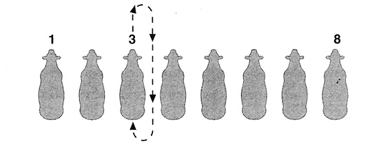 To reset in the same position using position 3 as an example, walk the calf forward, turn right and go through position 3, turn the calf around and reset in position 3. 