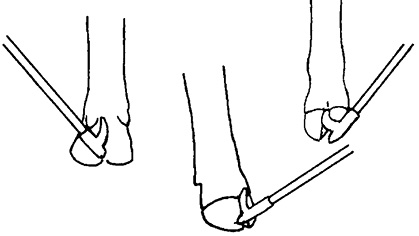 To move a rear foot back, use the show stick to press (not jab) the soft tissue between the toes in the cleft of the hoof. To move a rear foot forward, apply pressure under the dew claw.
