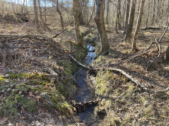 A narrow stream with steep banks in a wooded area.
