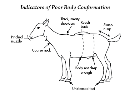 Drawing of a goat with indicators of poor body conformation, including pinched muzzle, coarse neck, thick meaty shoulders, roach back, untrimmed feet, body not deep enough, and slump rump.