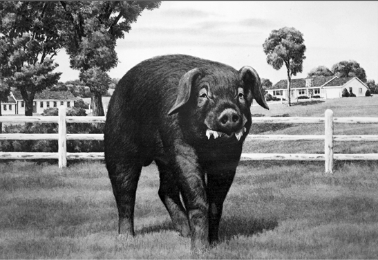 Duroc pig. Medium to large frame, dark reddish-brown.