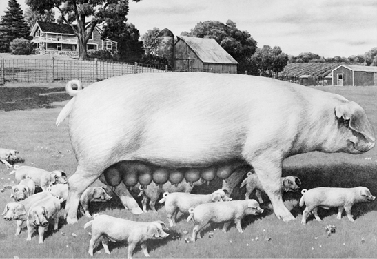 Landrace pig surrounded by piglets. Large frame, solid white.