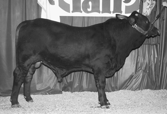 Santa Gertrudis cow. Large with all black fur.