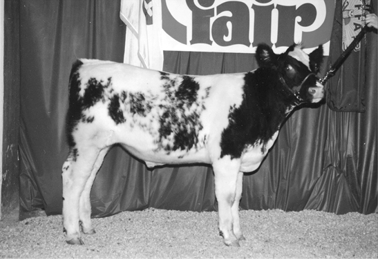 Shorthorn cow. Small, white fur with black spots.