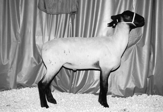 Suffolk sheep. Larger frame with white wool and a black face.