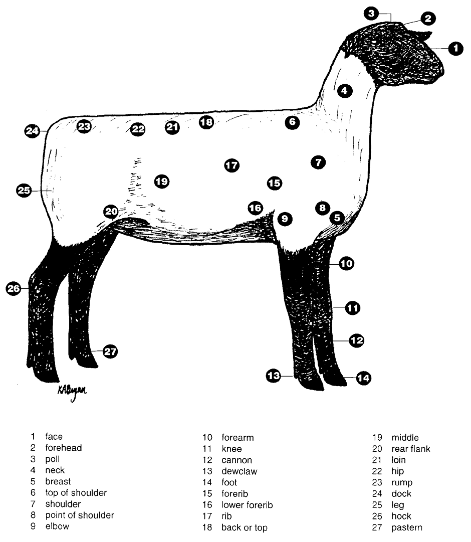 Diagram of a sheep's external parts.