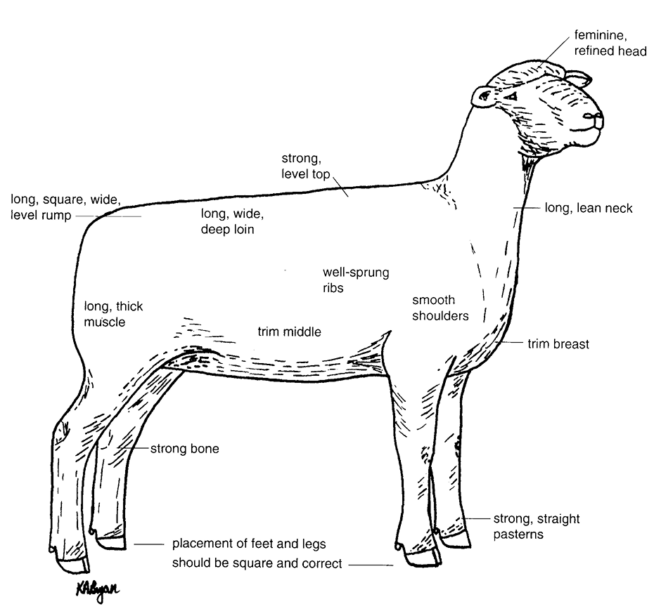 Diagram of the characteristics of an ideal breeding ewe.