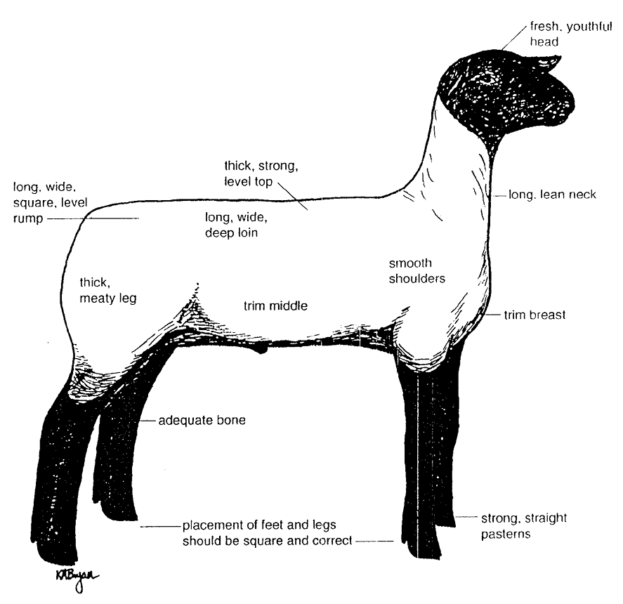 Diagram of the characteristics of an ideal market wether.