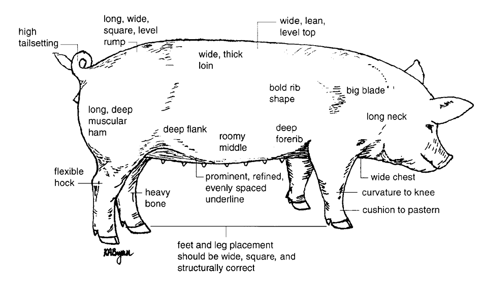 Diagram of characteristics of an ideal breeding gilt.