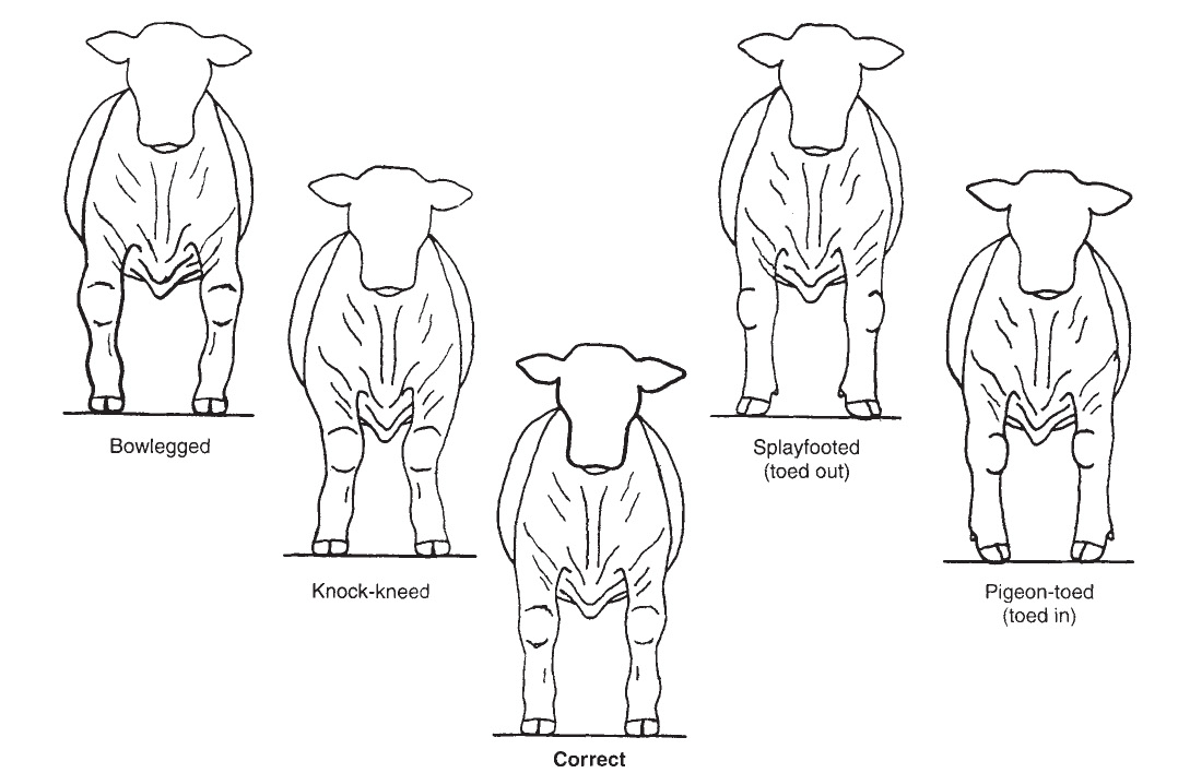 Diagram of an ideal market steer's front leg alignment.
