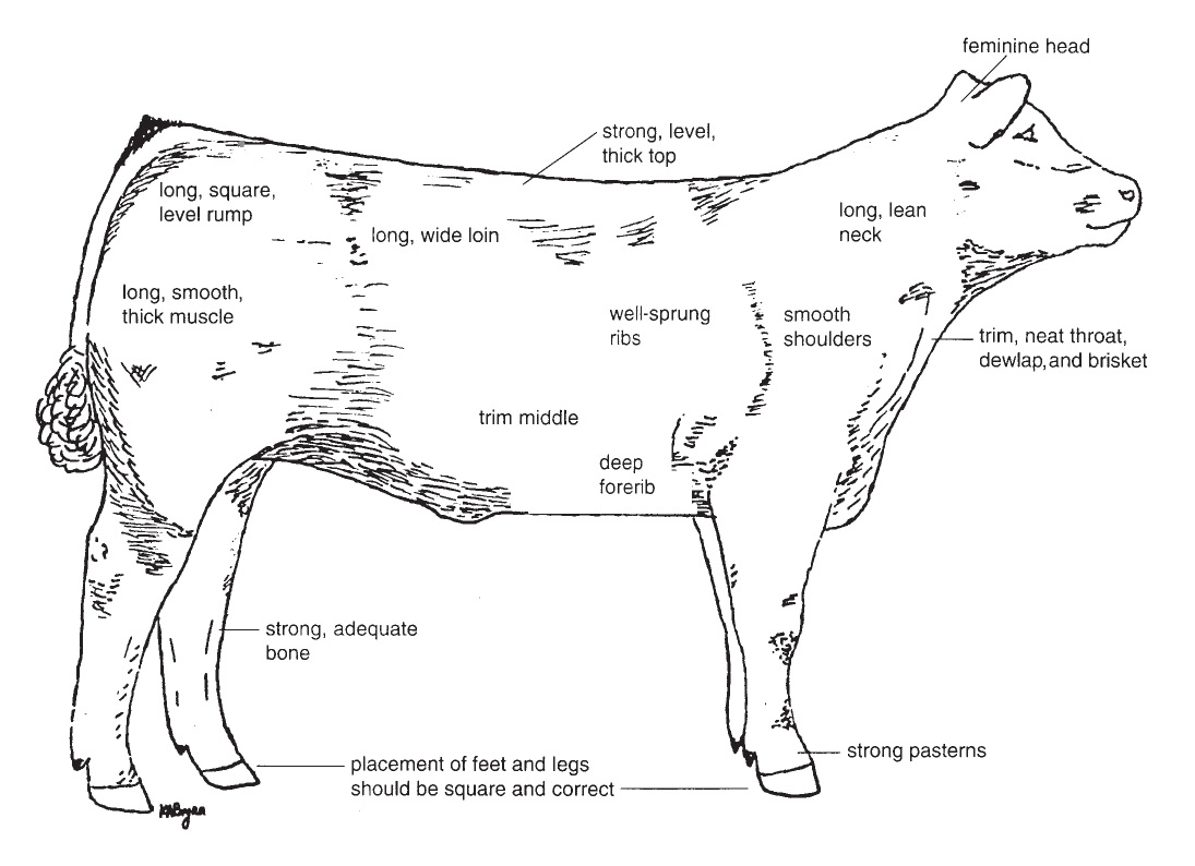 Diagram of the characteristics of an ideal breeding heifer.