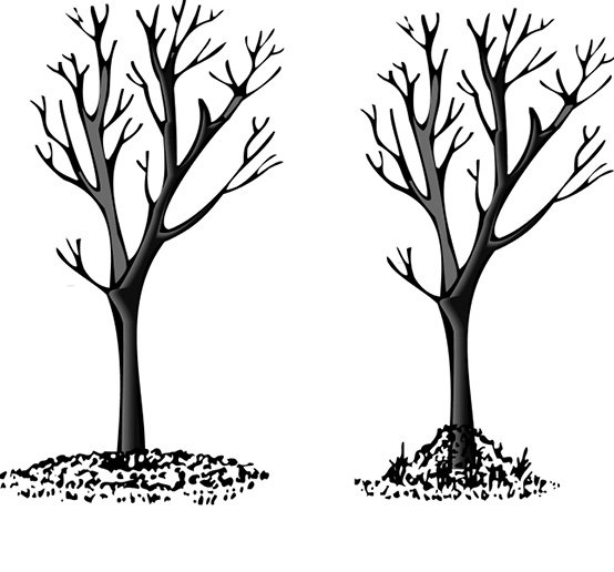 An illustration of 2 trees showing how to apply mulch.