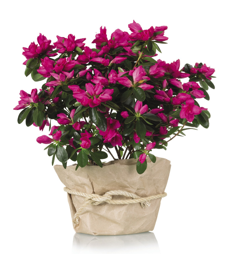 A small bush with dark pink flowers grows in a pot.