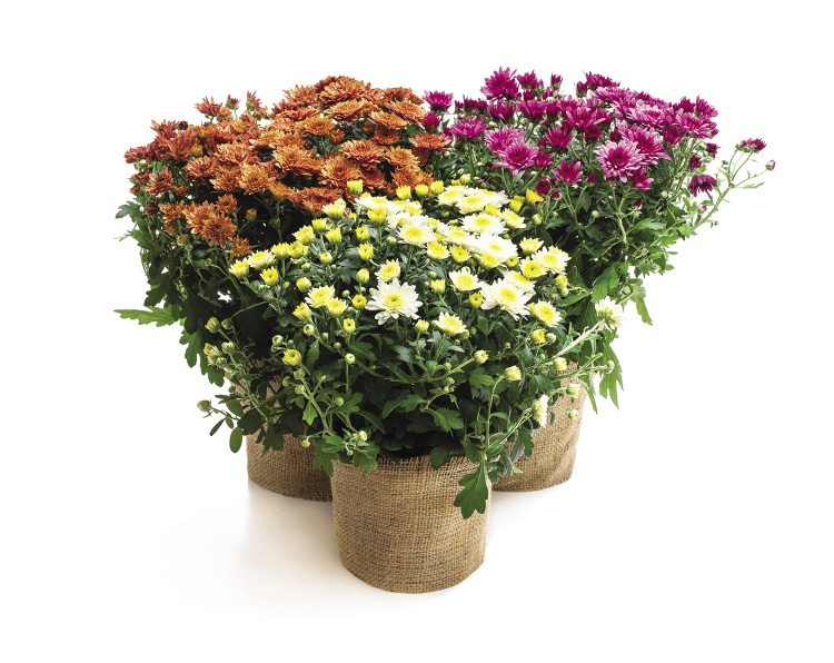 3 potted plants with flowers of 3 different colors (yellow, orange, and pink) arranged together.