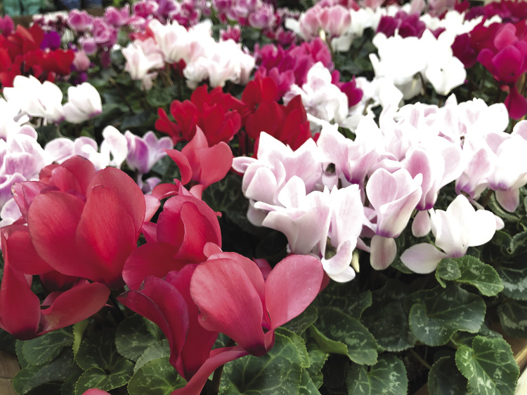 Close up of white, pink, and red flowers.