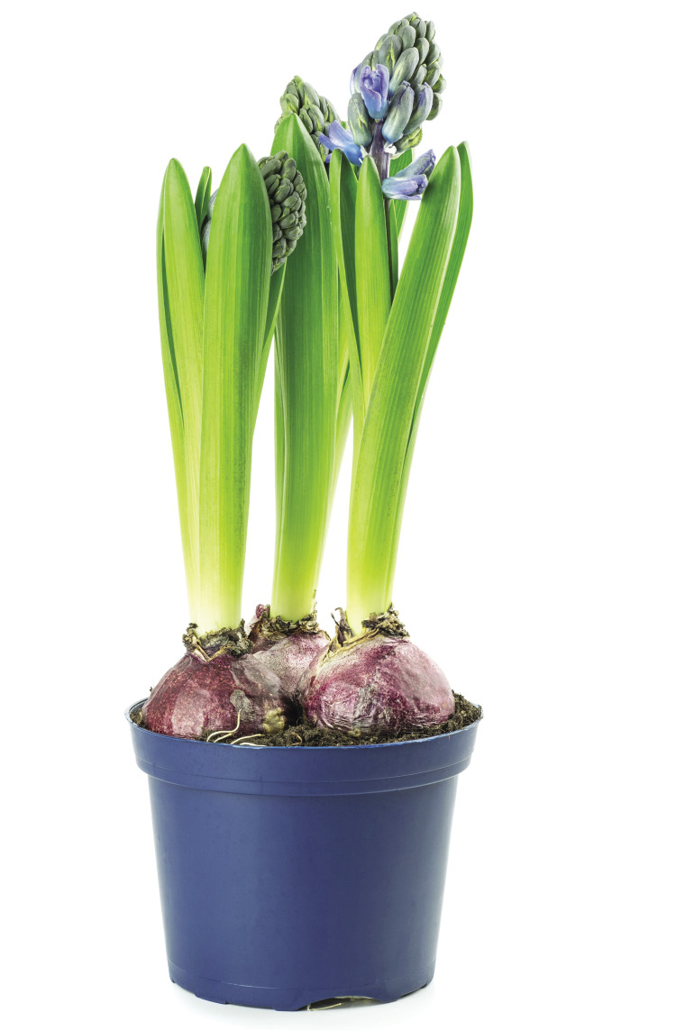 A tall plant with blue blooms grows in a blue pot.