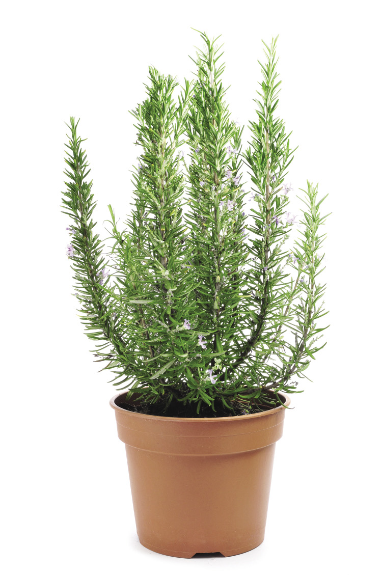 A woody herb with green, needle-like leaves grows in a pot.