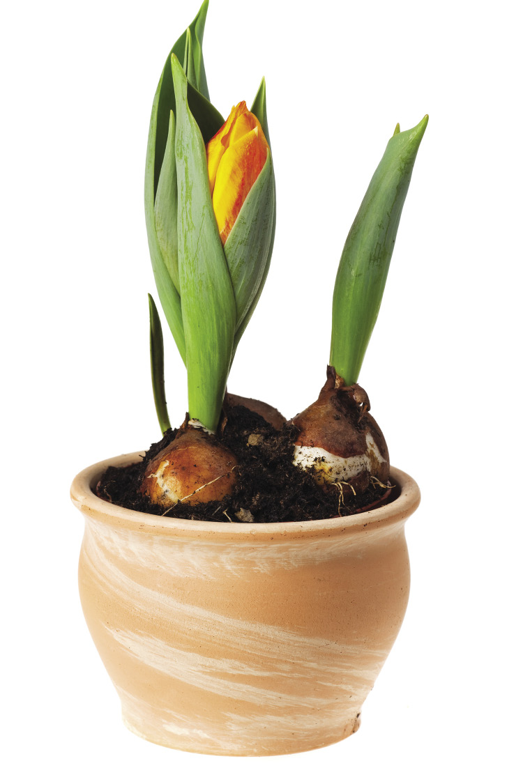 A plant in a stone pot grows a yellowish bloom surrounded by long leaves.