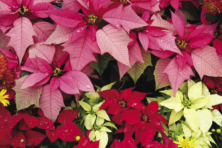 Pointed poinsettia leaves of red, pink, and white.
