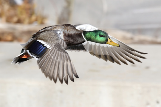 A male mallard duck in flight.