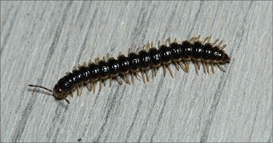 brown millipede on gray background