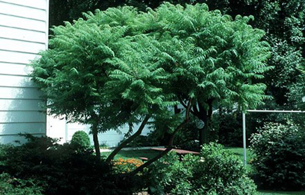 A tall shrub with green leaves. 