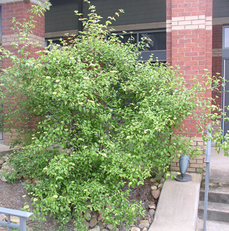 A tall shrub with small green leaves.