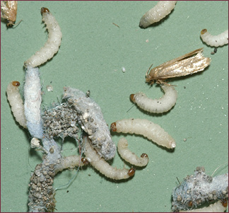 Clothes moth caterpillars, along with a few cocoons and adult moths.