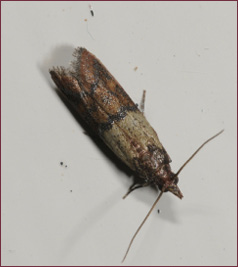 A brown and tan moth at rest with wings folded.