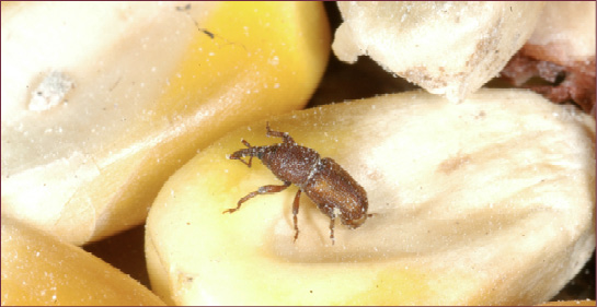 Close-up of a small, brown beetle with an elongate snout.