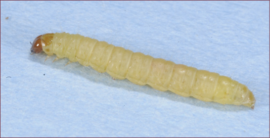 A cream-colored caterpillar with brown head capsule