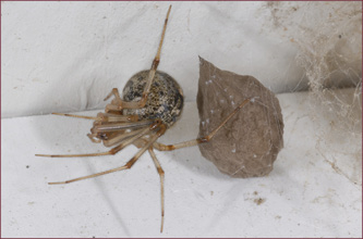 A small, brown spider with its wrinkled, brown egg sac.
