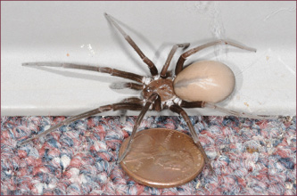 A large spider with a penny for size reference.