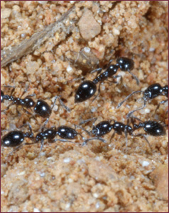 Close-up of five tiny, shiny black ants.