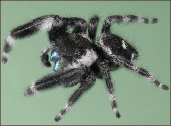 Close-up of a black and white spider with blue fangs.