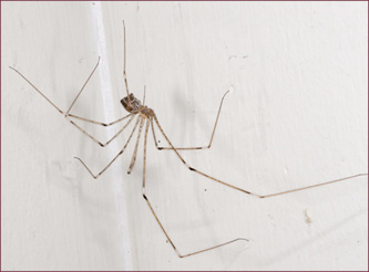 A long-legged cellar spider resting in its web.
