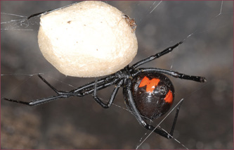 Close-up of a black widow spider showing the red hourglass shape on the abdomen.