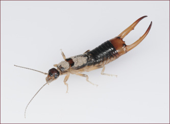 An elongate, brown insect with large pinchers on its rear end.